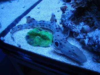  Hemiscyllium ocellatum (Epaulette Shark)